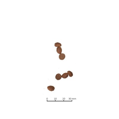 Фармина Корм низкозерновой N/D Low Grain Adult Cat для кошек, Ягненок/Черника, 1,5 кг, Farmina