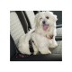 Ферпласт Ремень безопасности Dog safety belt в автомобиль для животных весом до 30 кг, Ferplast