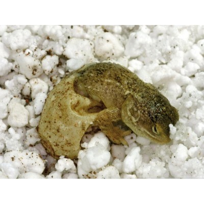 Лаки Рептайл Субстрат HatchRite для инкубации яиц рептилий, 2 л, Lucky Reptile