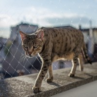 Сетка на окно защитная 2*3 м, DUVO+ (Дуво+)