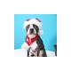 Паппи Колпак новогодний Santa для собак и кошек, S, 18*21 см, красный, PUPPIA