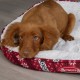 Лежак-софа Santa Paws 60*50 см, бело-красный, Scruffs (Скрафс)