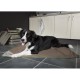 Скрафс Лежак Insect Shield Dog Blanket с пропиткой от блох и клещей, 145*110 см, Scruffs