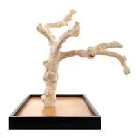 Игровая площадка для птиц Кофейное дерево, подставка 45*71*5 см, Coffee Wood (Кофе Вуд)